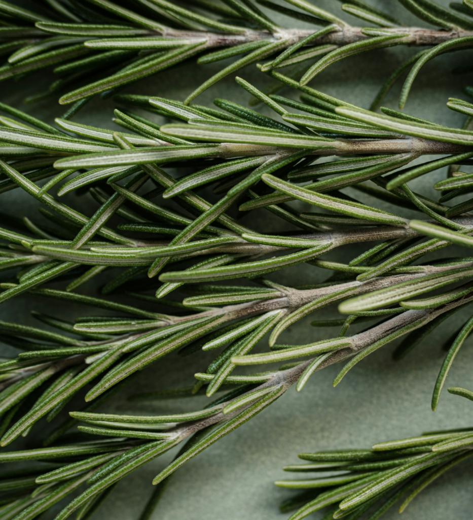 Distillerie Reims - Les matières premières - Plantes