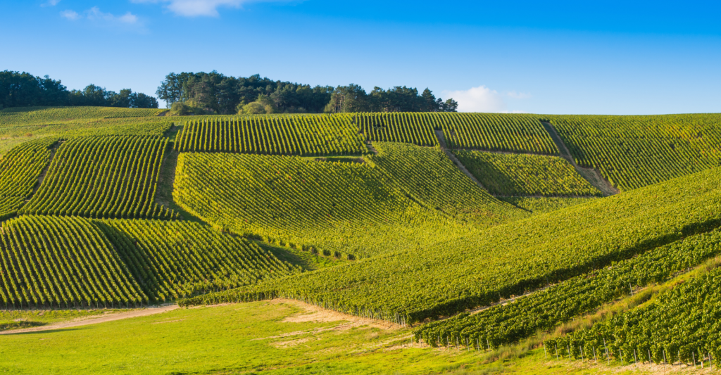 H FAB EXPERIENCE - Wine Tourism in Champagne